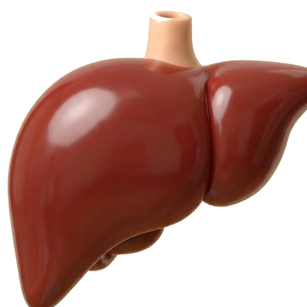 healthy liver